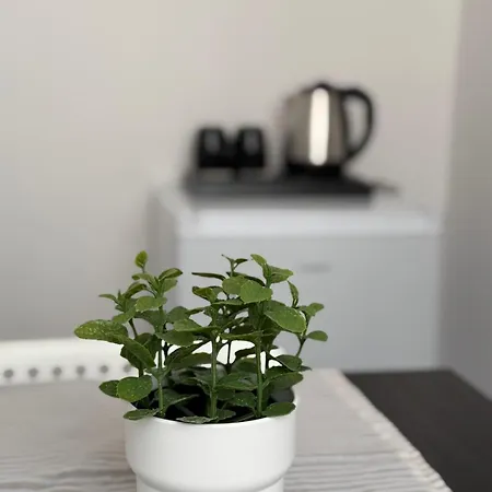 Dzikie Fiolki